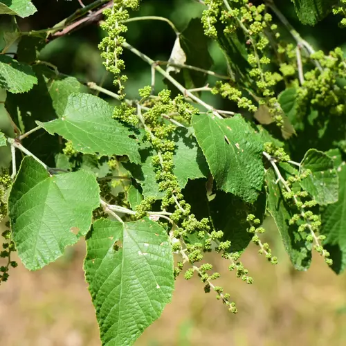 Mulberry-leaf grape