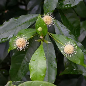 タニワタリノキ　コケ順いいです タニワタリノキの育て方・栽培方法