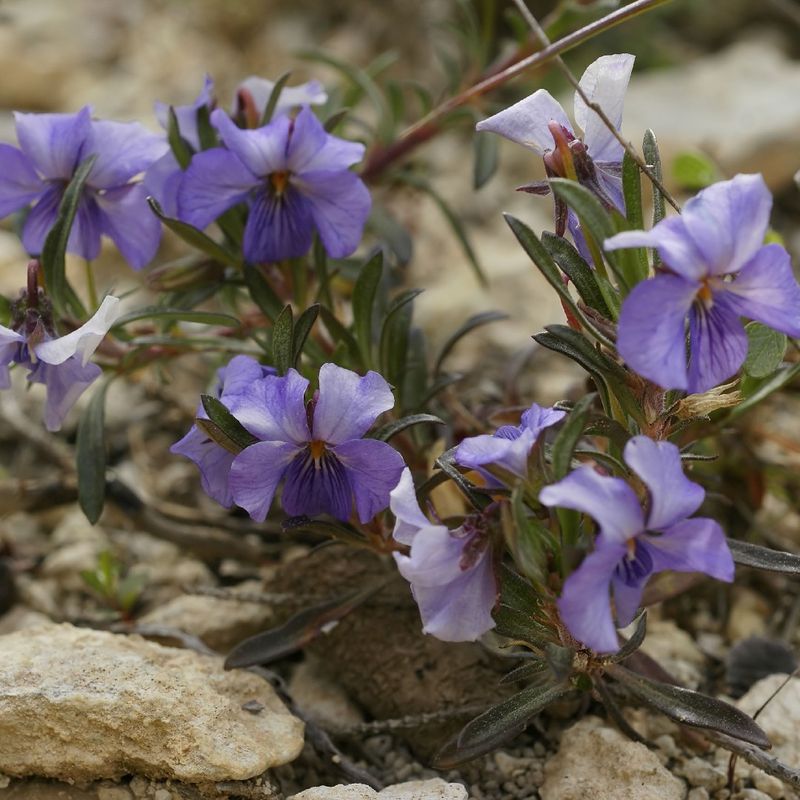 Unveiling the Benefits of Tree violet: A Comprehensive Guide