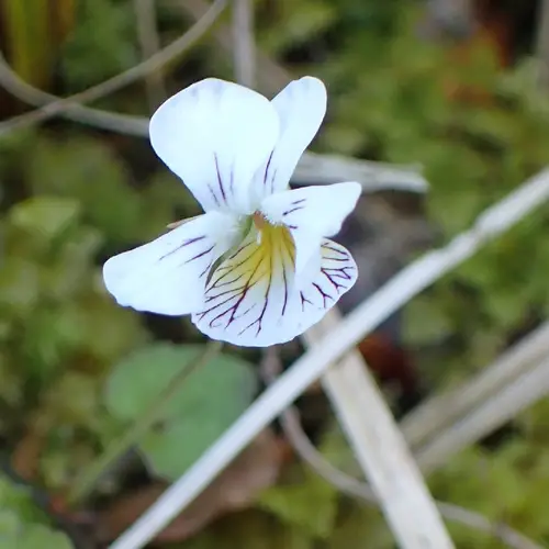 Viola filicaulis