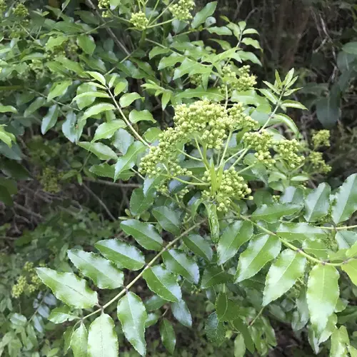 Zanthoxylum clava-herculis subsp. fruticosum