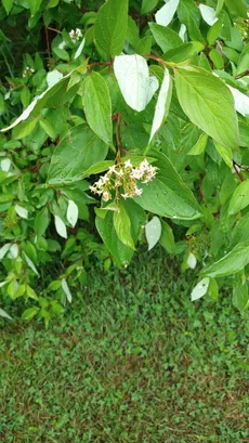 アカクキミズキ（赤茎水木）の育て方・栽培方法