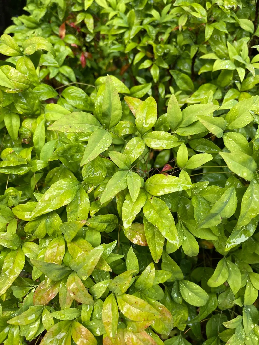 ナンテンの判定方法 (Nandina domestica)