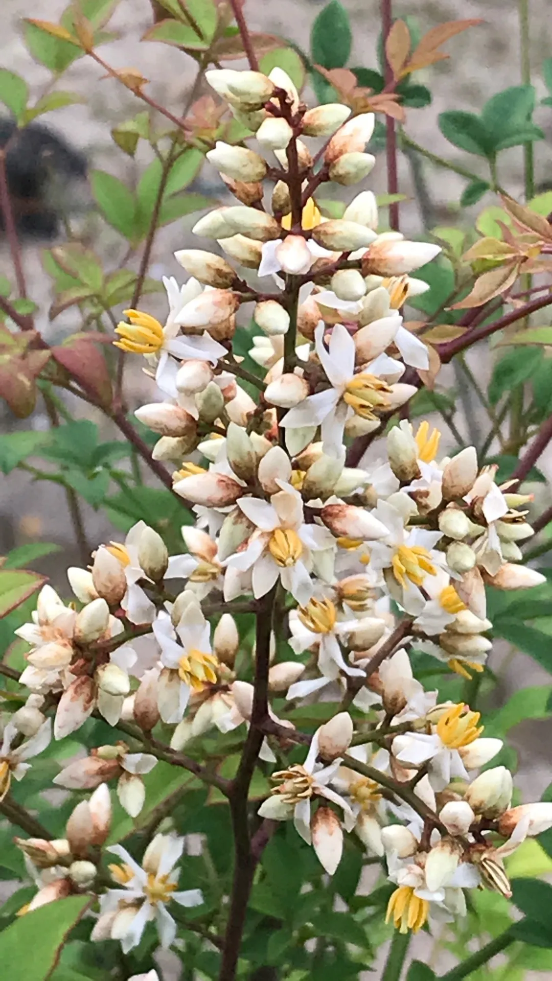ナンテンの判定方法 (Nandina domestica)