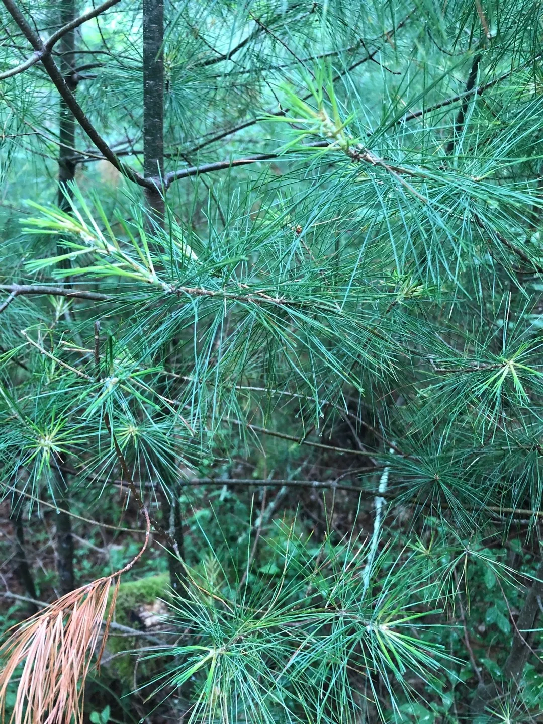 ストローブマツの判定方法 (Pinus strobus)