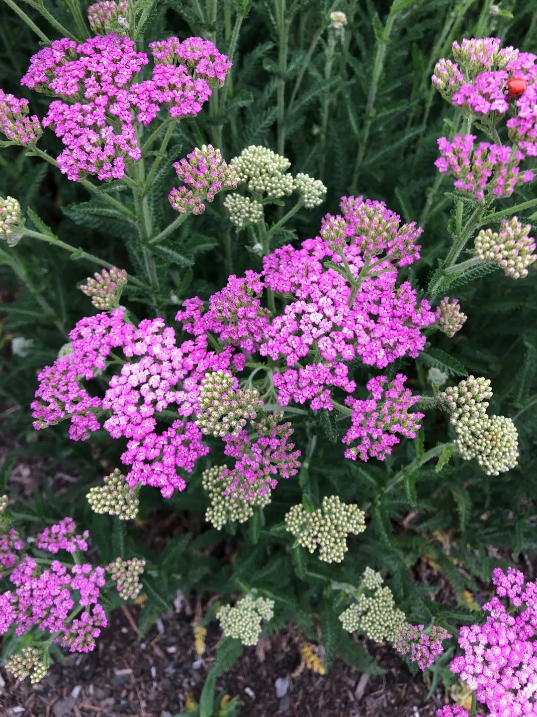 Como identificar Mil-em-rama (Achillea millefolium), image size:1080x1440