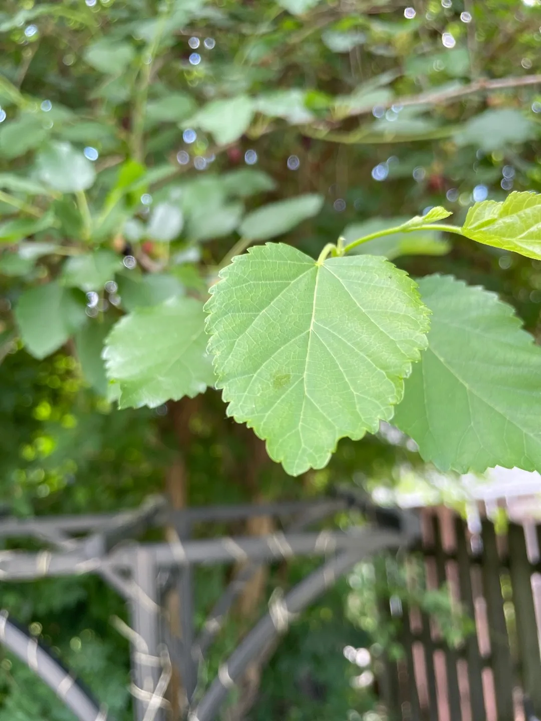 クワ（桑）の判定方法 (Morus alba)