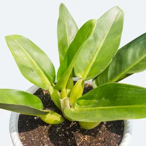 How to Grow and Care for Flask Philodendron