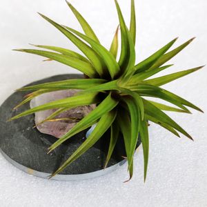 How to Grow and Care for Tillandsia red abdita