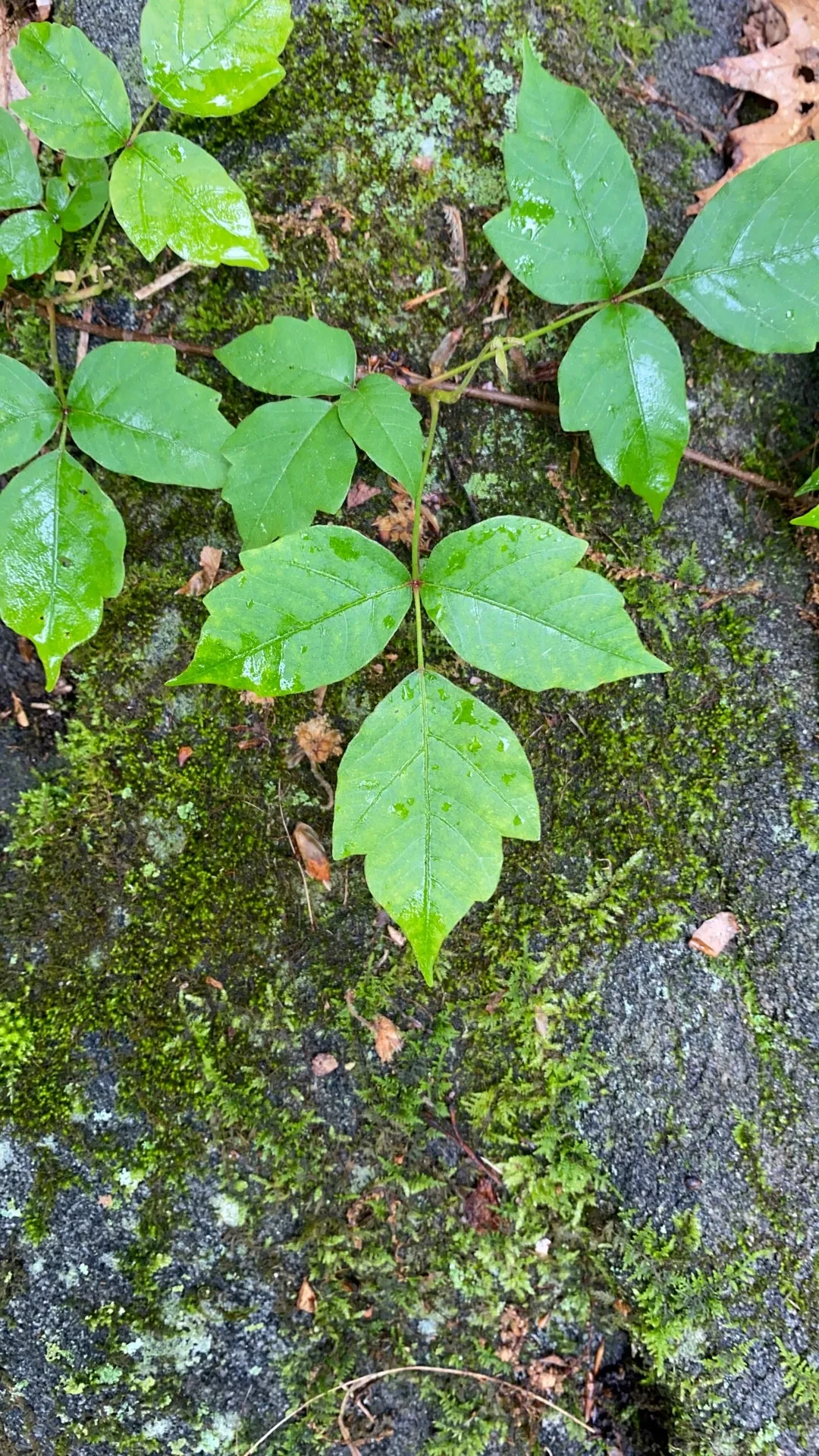 ポイズン・アイビーの判定方法 (Toxicodendron radicans)