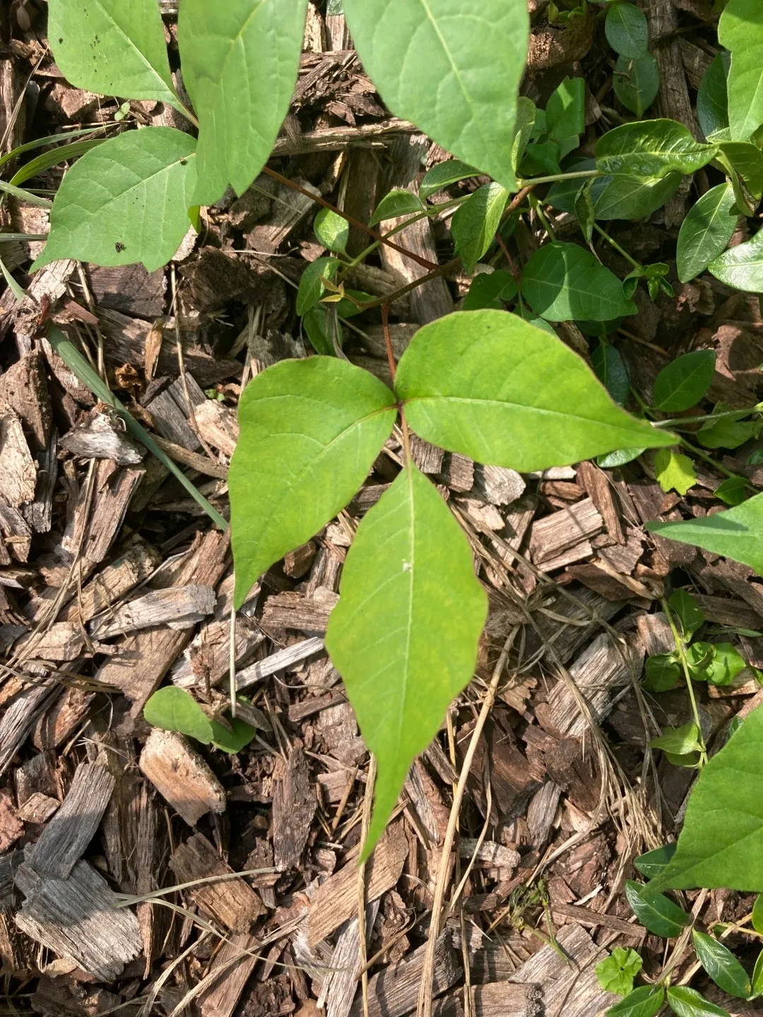 ポイズン・アイビーの判定方法 (Toxicodendron radicans)