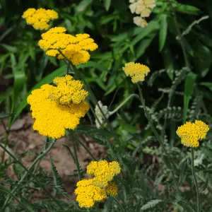 Fernleaf yarrow 'Cloth of Gold' (Achillea filipendulina 'Cloth of Gold') -  PictureThis