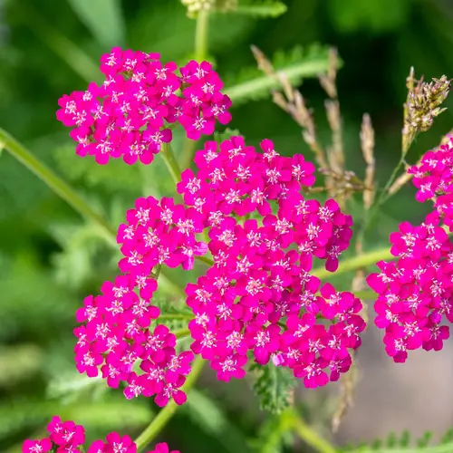 Common yarrow 'Cerise Queen' Care (Watering, Fertilize, Pruning,  Propagation) - PictureThis