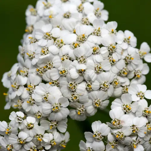 Cream flowered sneezewort