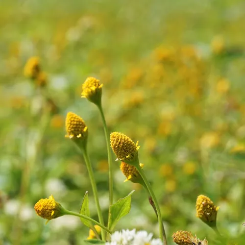 Marsh para cress (Acmella uliginosa) - PictureThis