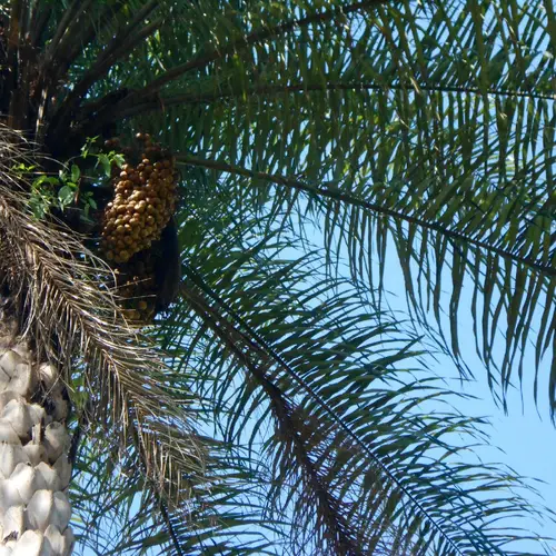 Grugru palm