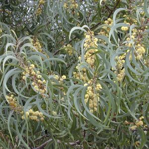 Cómo cultivar y cuidar una Acacia koaia