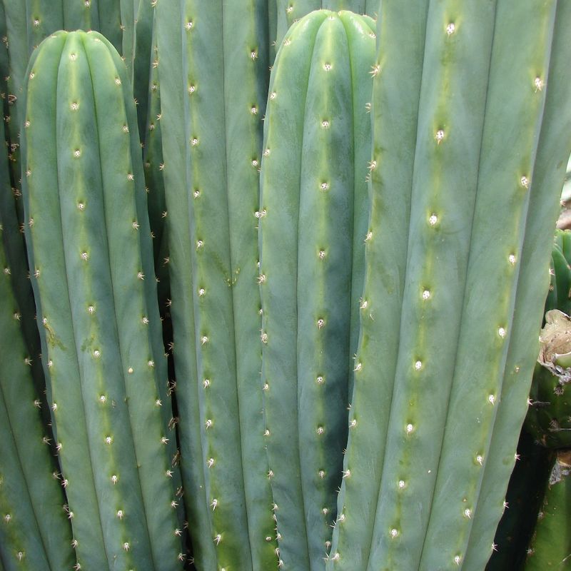 How to Provide Sunlight for San pedro column cactus