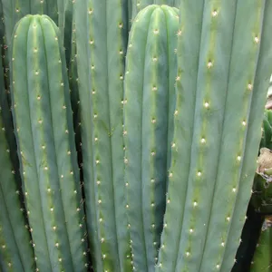 How to Grow and Care for San pedro column cactus