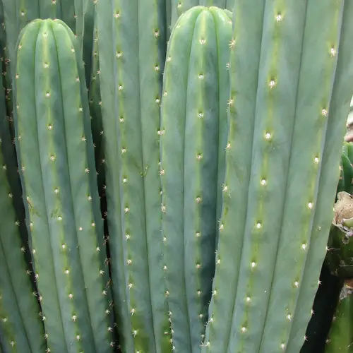 San pedro column cactus