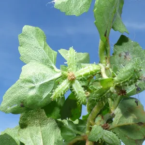 How to Propagate Paraguayan starbur