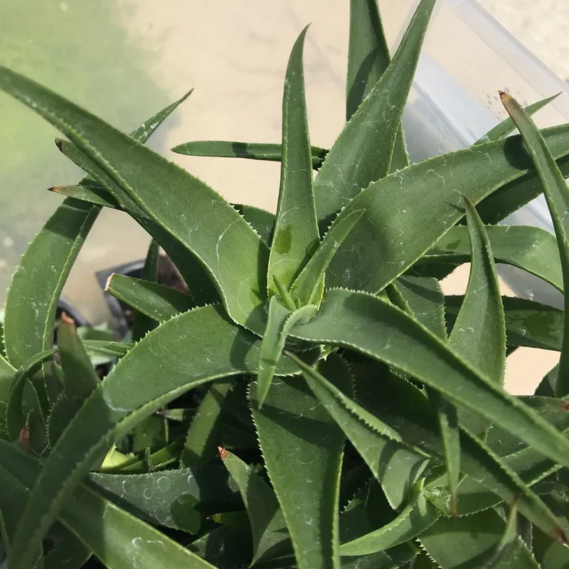 What Problems Affect Common climbing-aloe?