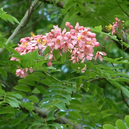 Acacia rosada