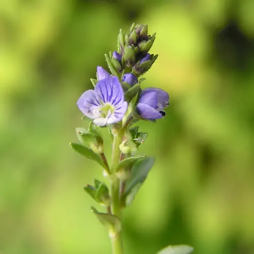Thyme-leaved speedwell