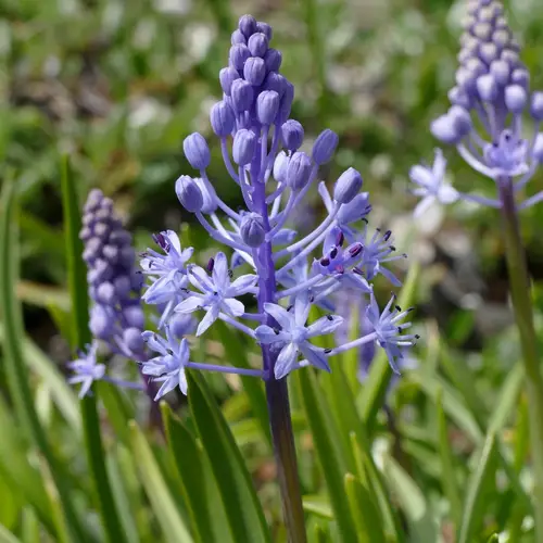 Meadow squill