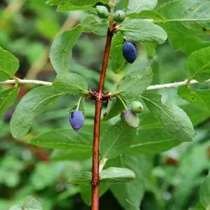 ligustrum jonandrum Buy Ligustrum Jonandrum Clt 35 H 100 - 140 Cm Pon Pon 3 P.Schiacciate  Online