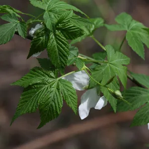 ゴショイチゴ(御所苺) (Rubus chingii) - PictureThis ゴショイチゴ(御所苺) (Rubus chingii) - PictureThis