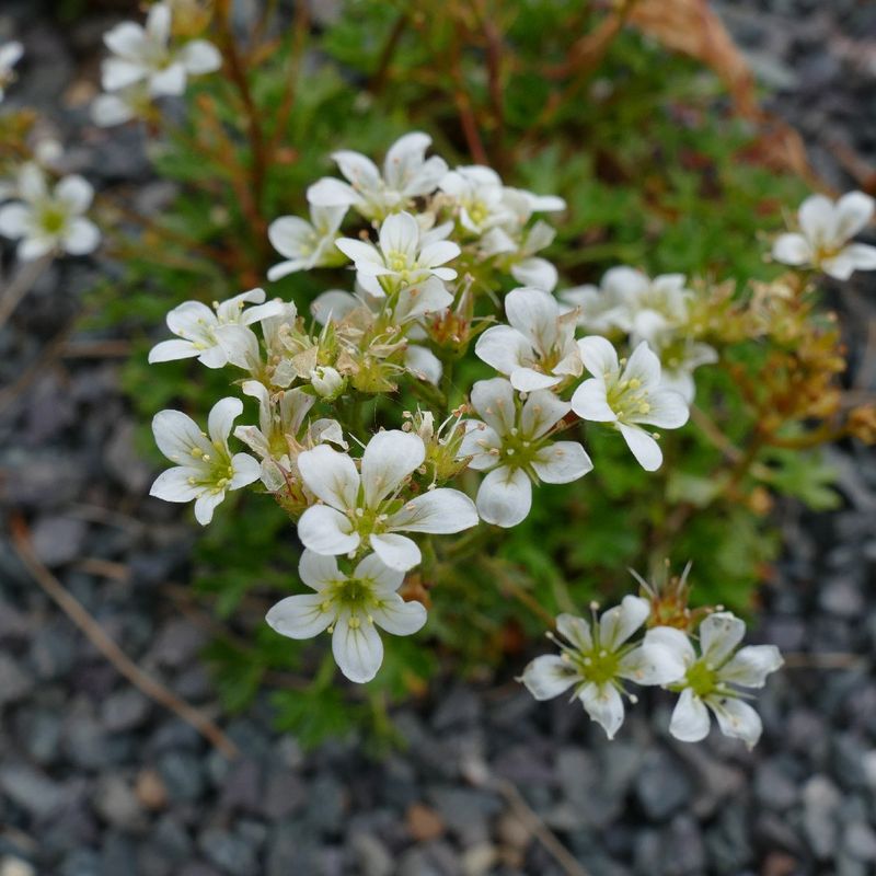 Uncover the Amazing Benefits of Geranium-like saxifrage for Your Garden ...