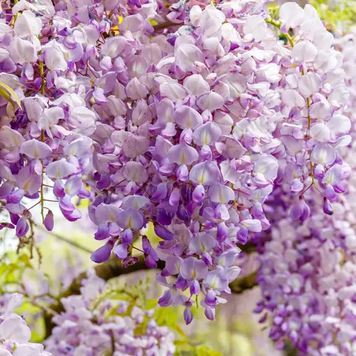 Chinese wisteria 'Amethyst'