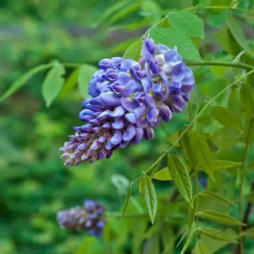 American wisteria 'Longwood Purple'