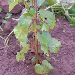 How to Grow and Care for Sand- grape