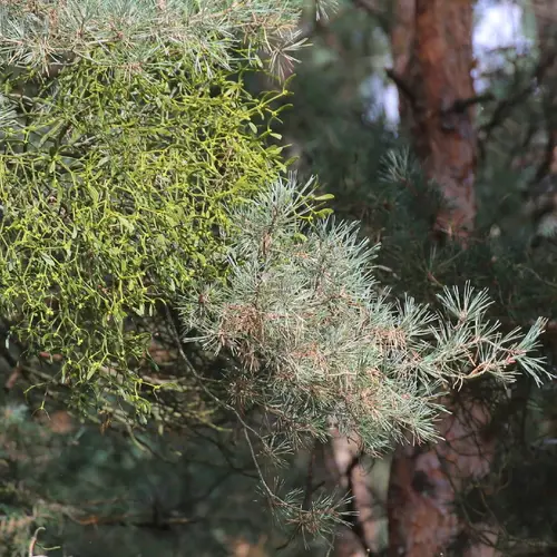 Pine mistletoe