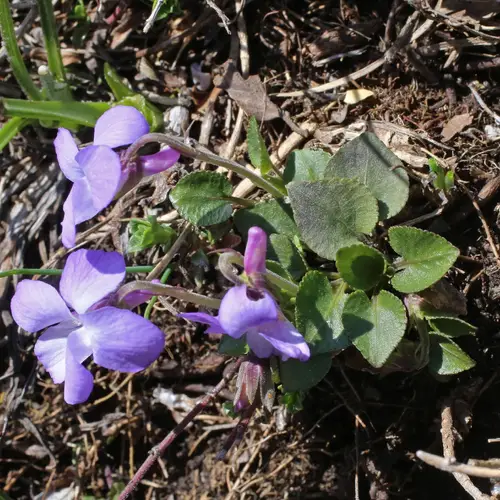 Viola rupestre