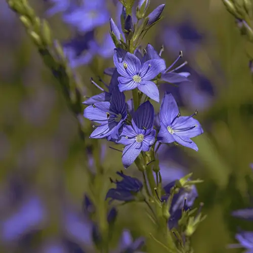Large speedwell 'Crater Lake Blue'