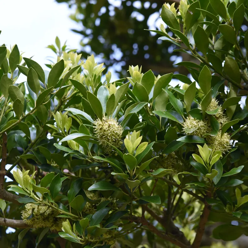 モチノキ　木　植物 モチノキ | Arboretum