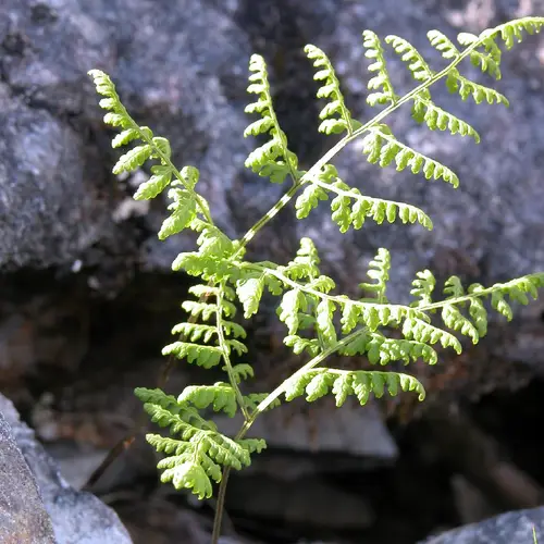 Alpine cliff fern