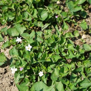 How to Grow and Care for Creepingroot violet