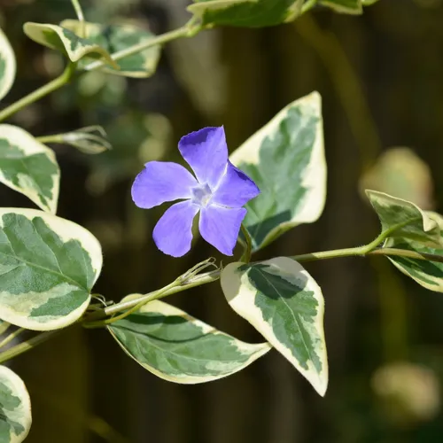 Periwinkle 'Variegata' (Vinca major 'Variegata') - PictureThis