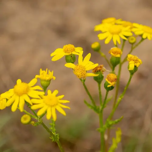 French groundsel