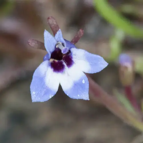 Maroon-spot calico-flower