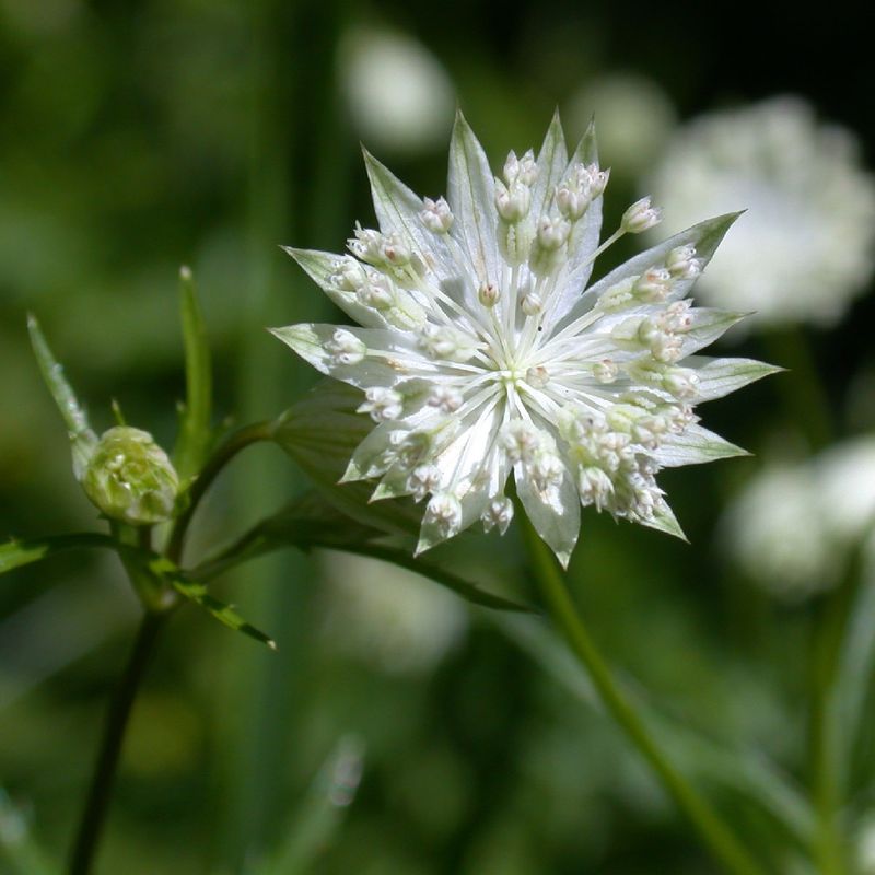 How Much Sunlight Does Lesser masterwort Need?