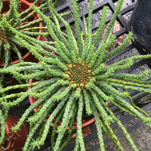 Euphorbia Rambut Medusa