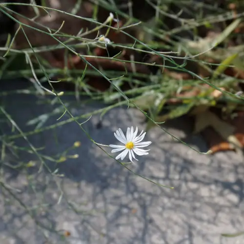 Boltonia diffusa PictureThis