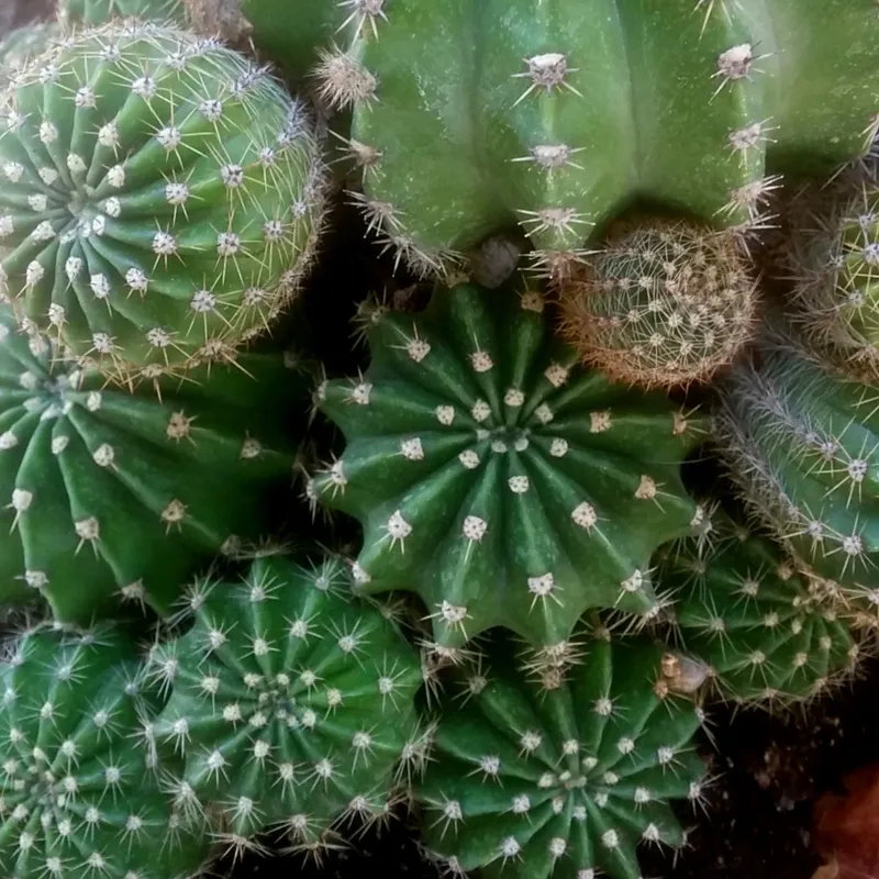 エキノプシス・オキシゴナであなたの庭をどのように向上させるか? エキノプシス・オキシゴナであなたの庭をどのように向上させるか?