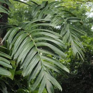 rubber tree houseplant Rubber Tree - Ficus Elastica Burgundy