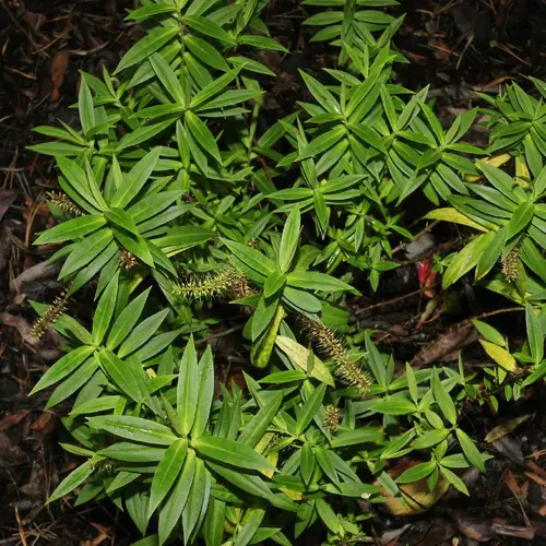 Veronica salicifolia